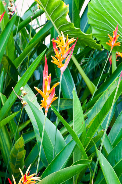 тайский цветок в доме
