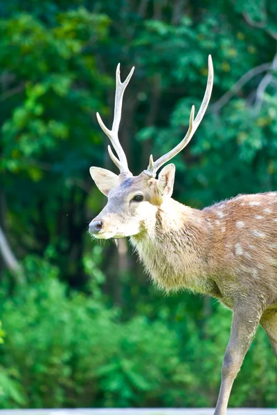 Sika herten — Stockfoto