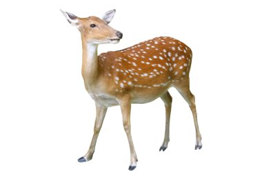 Sika geyiği izole beyaz zemin üzerine