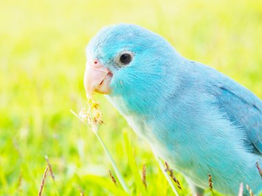 Pasifik parrotlet, forpus coelestis yeşil çimenlerin üzerinde