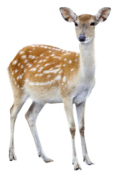 Sika herten op witte achtergrond geïsoleerd — Stockfoto