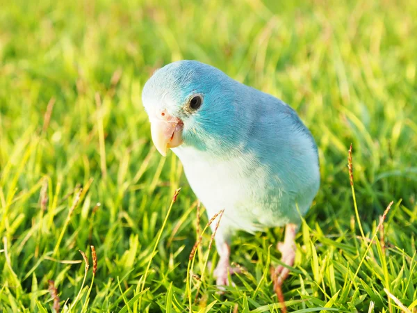 Мирний горобиний папужка, forpus coelestis — стокове фото