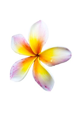 izole plumeria