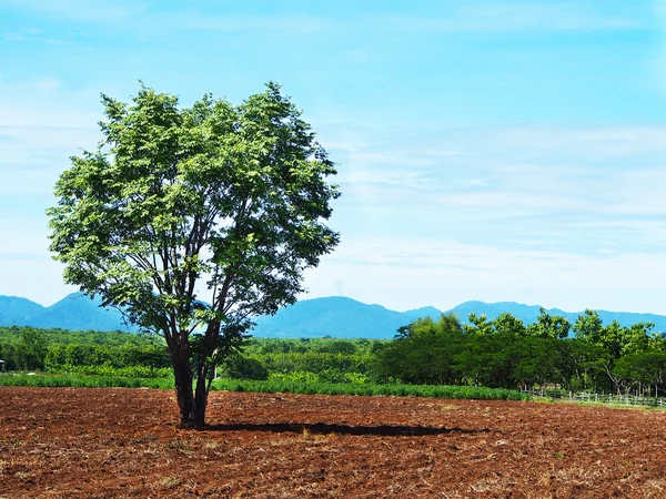 Tree and blue sky — Stock Photo, Image