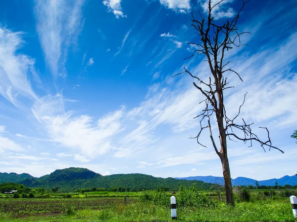 Gamla torra träd på vägarna med blå himmel — Stockfoto