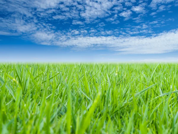 Grama verde e céu azul — Fotografia de Stock