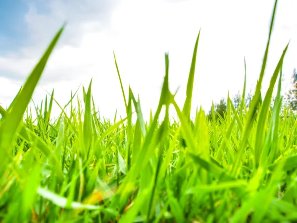 Green grass — Stock Photo, Image