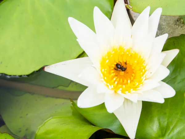 Beyaz lotus — Stok fotoğraf
