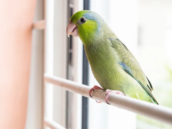 Pasifik parrotlet, forpus coelestis yeşil çimenlerin üzerinde (forpus olan bir 