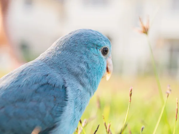 Pasifik parrotlet, forpus coelestis yeşil çimenlerin üzerinde (forpus olan bir — Stok fotoğraf