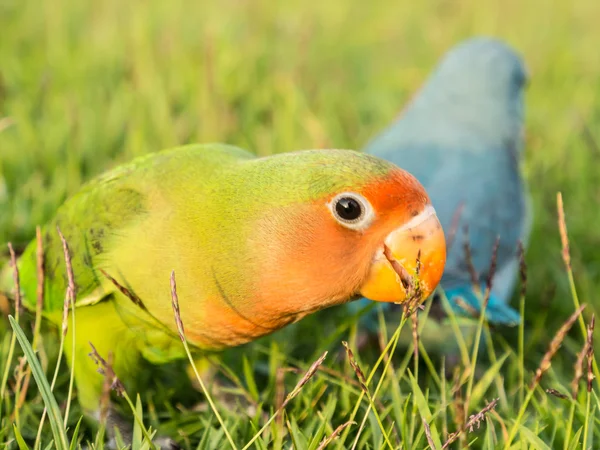 Lovebird, Agapornis roseicollis — Stock Photo, Image