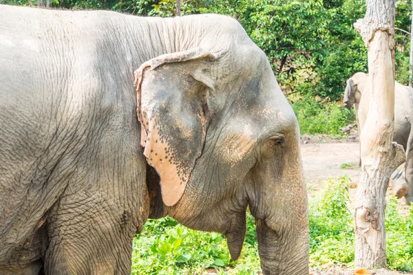 Asien elefant huvud på nära håll — Stockfoto