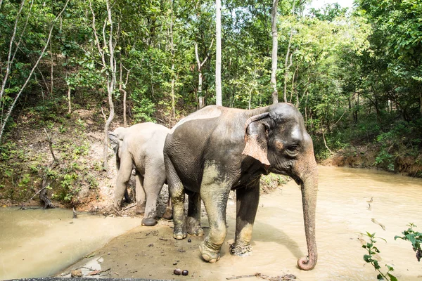 タイ熱帯林におけるアジア象 — ストック写真