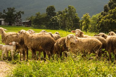 Koyun sürüsü yeşil çimlerde