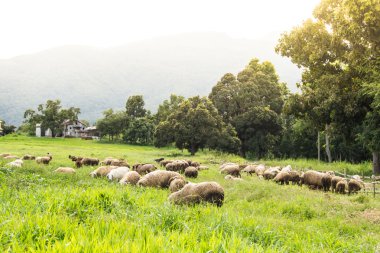 Güzel dağ çayırlarında koyun sürüsü