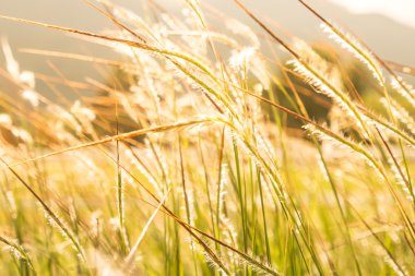 Gün batımında çimen tarlası