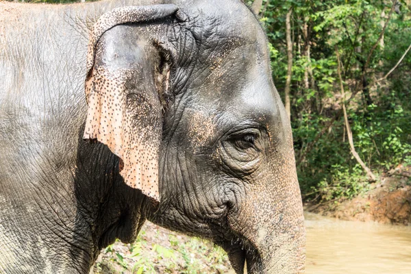 Asiatico elefante testa primo piano — Foto Stock