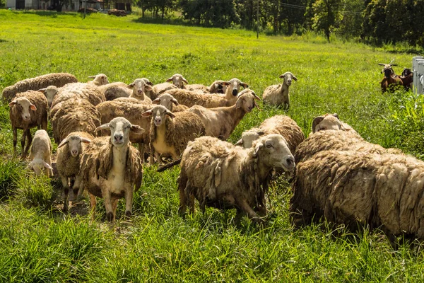 Flock of sheep on green grass — Stock Photo, Image