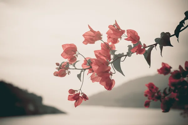 Bougainvillea hybrida vintage stil — Stockfoto