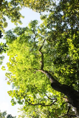 yeşil bir ağaç dallarında