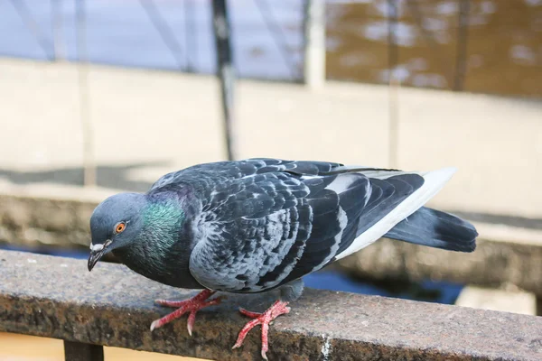 Güvercinler — Stok fotoğraf