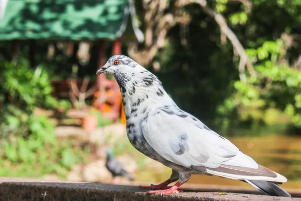 Pigeons — Stock Photo, Image