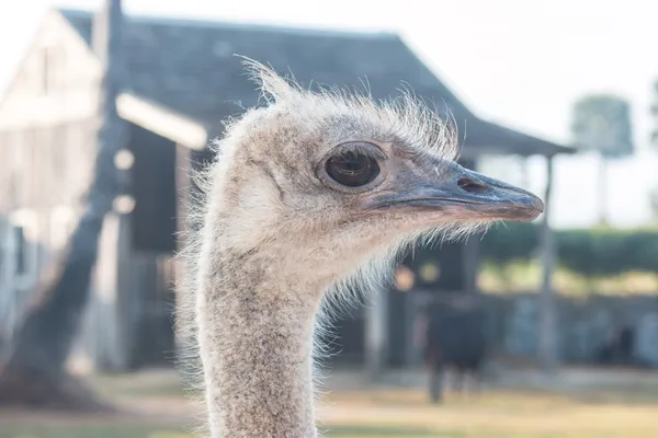 Ostrich — Stock Photo, Image