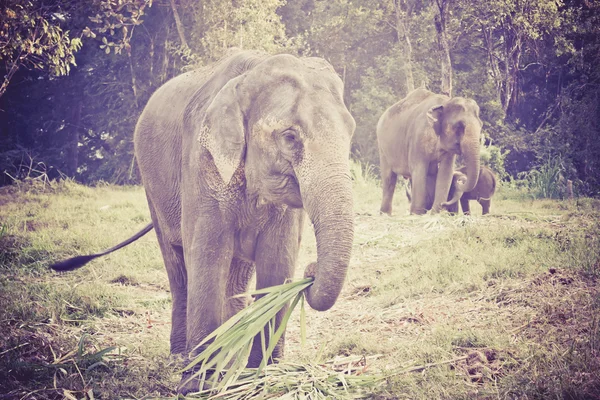Elefante asiático madre y bebé en Tailandia con efecto retro —  Fotos de Stock