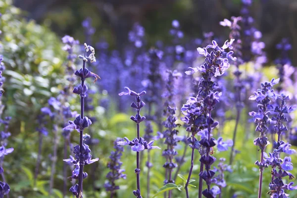 Lavendar — Stockfoto