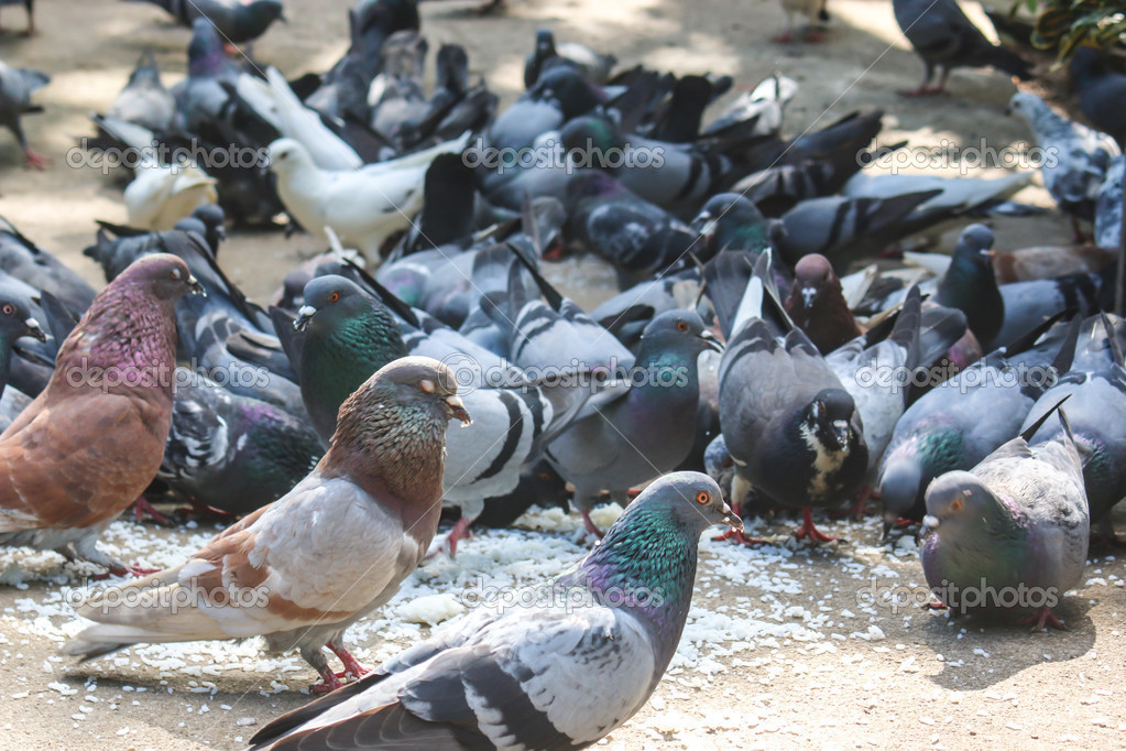 Eating Garden Pigeons Fasci Garden