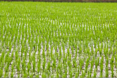 Genç pirinç Filiz alan pirinç