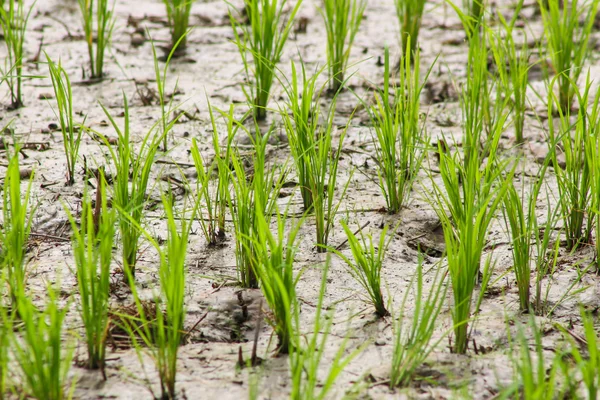 Broto de arroz jovem em arroz de campo — Fotografia de Stock