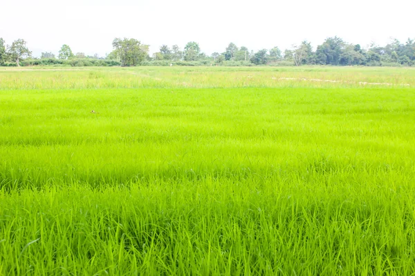 Rice field green grass — Stock Photo, Image