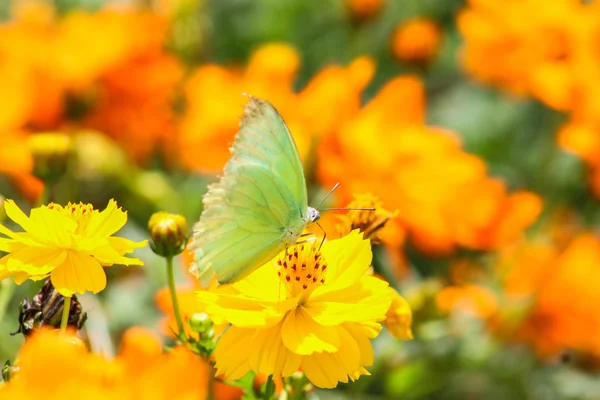 Butterfly on flower — Stock Photo, Image