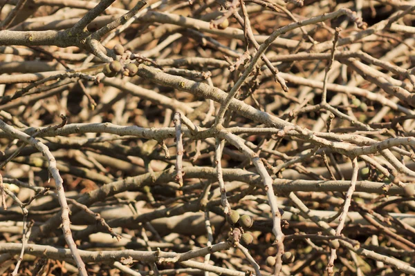 Texture des branches Images De Stock Libres De Droits