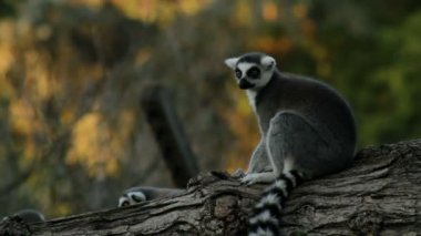 Lemur