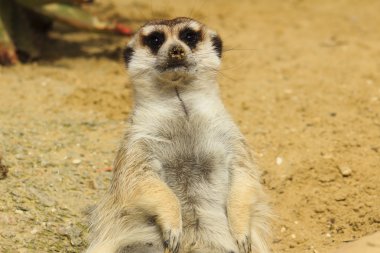 meerkat veya suricate