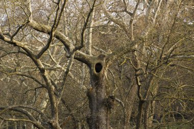 ağaçlar villa borghese