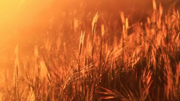 草と日没 — ストック動画