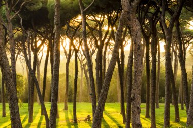 Güzel güneş ışınları sabah orman