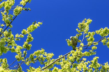 ağacında yeşil papağan