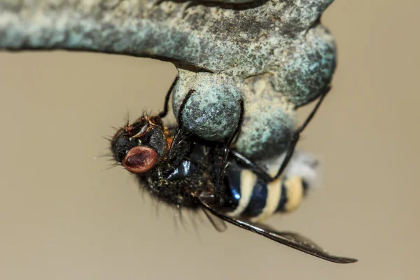 Mosca-zangão — Fotografia de Stock