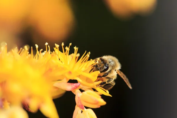 蜜蜂在黄色的花蕊，密切了宏 — 图库照片