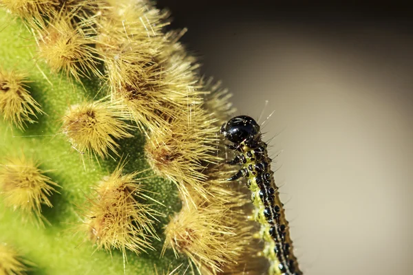 Cydalima perspectalis — Stock fotografie