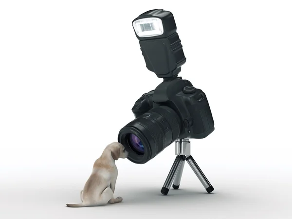 फोटो कैमरा और कुत्ता — स्टॉक फ़ोटो, इमेज