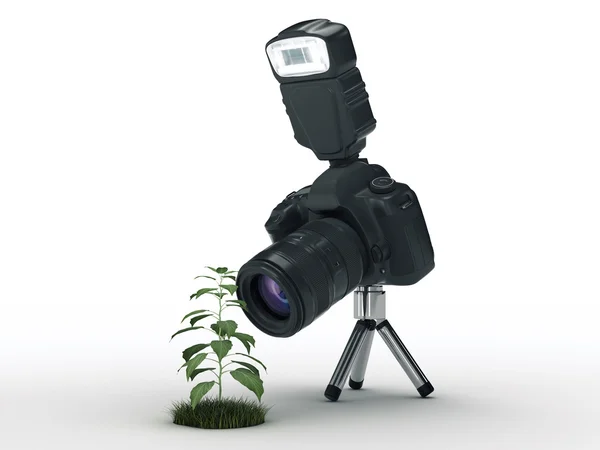 Photo camera and plant — Stock Photo, Image