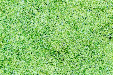 duckweed grubu