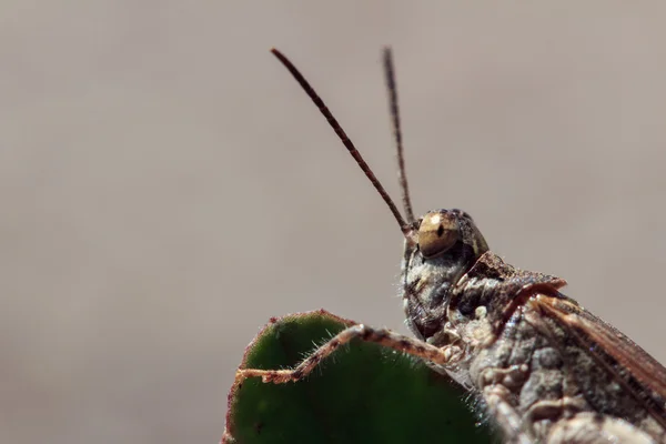 ツリー上のクリケット昆虫 — ストック写真