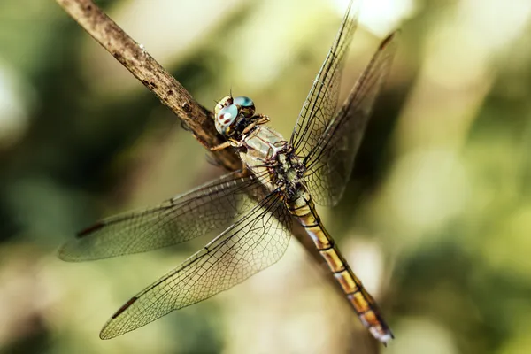 Dragonfly close up — Stock Photo, Image