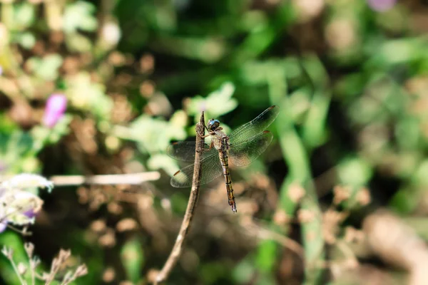 Dragonfly close up — Stock Photo, Image